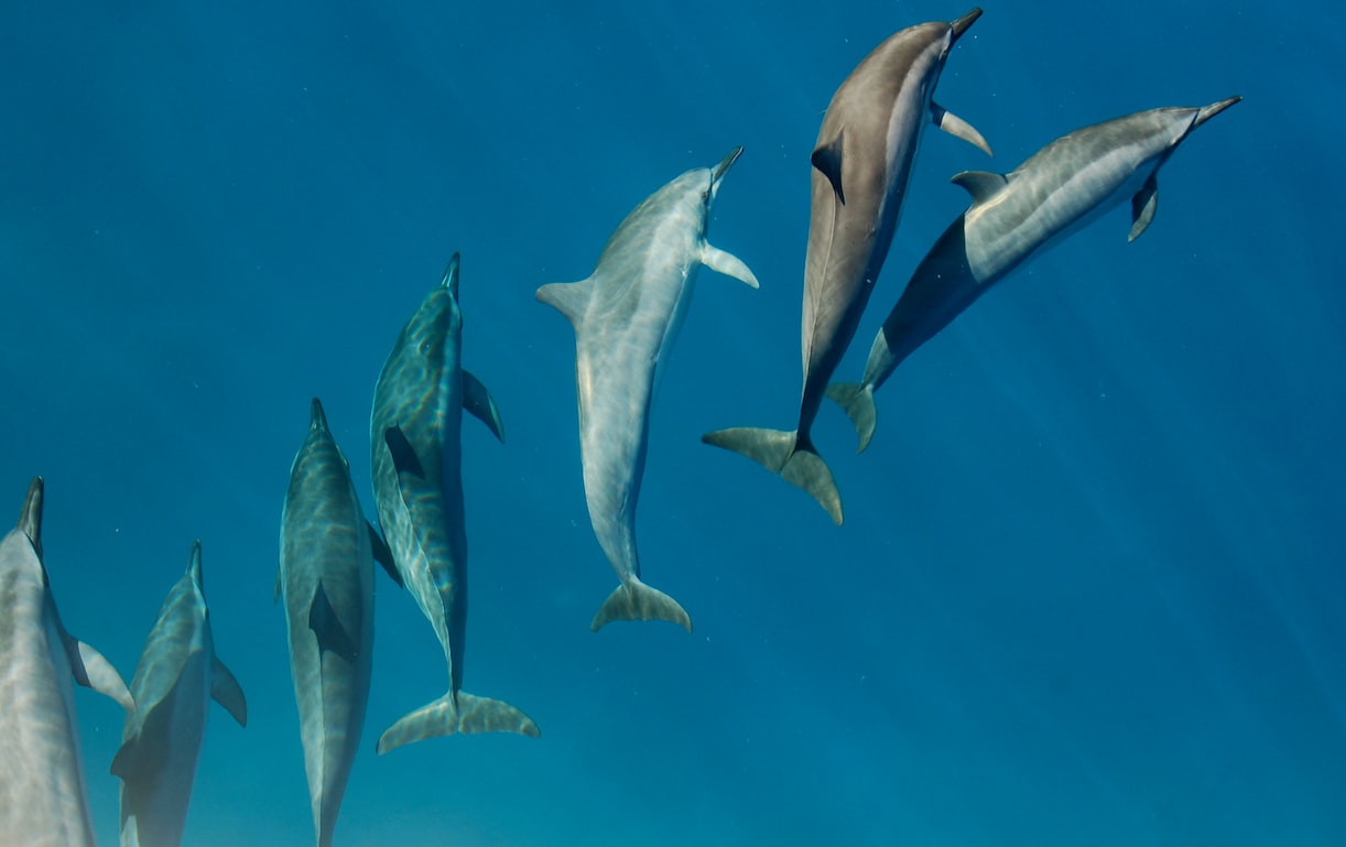 Dolphin Flock in the Ocean