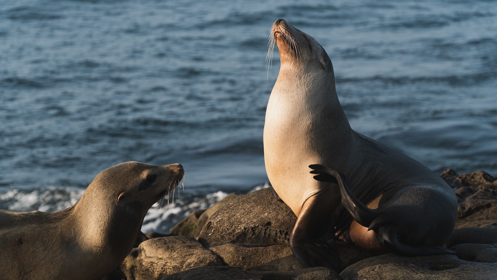 Two Seals on the Rocks by the Sea