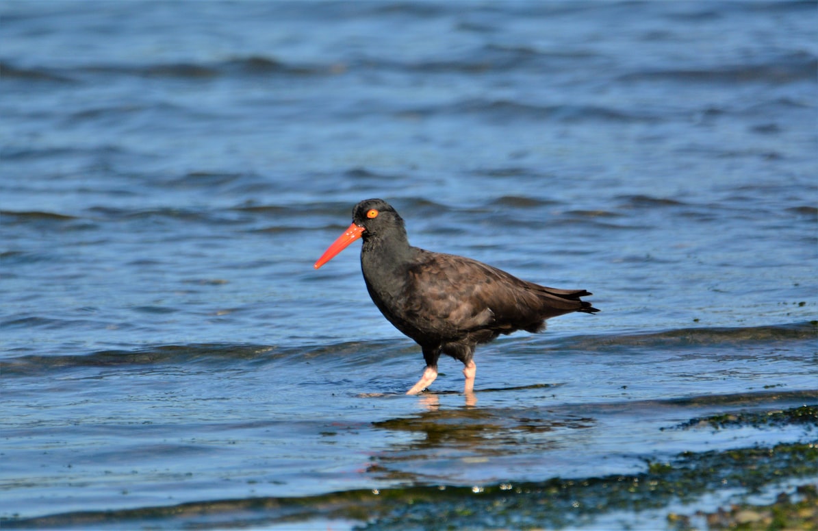 Oyster Catcher Bird in Shallow Water