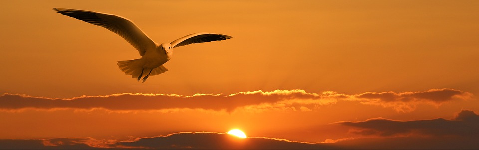 Seagull on the Background of Sunset