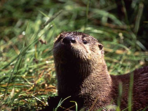 Otter in the Wildlife